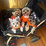 Sky is registered to the contest to win money with this photo: adorable, animal, black_stroller, bow, companion, cozy, cute, dog, domestic, fur, group, indoor, looking_at_camera, orange_sweater, pet, playful, small_dog, stroller, three_dogs, wooden_floor