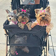 Sky joined the competition — help win amazing prizes! animal, bow, cute, dog, ears, face, four_dogs, fur, grass, leash, mesh, outdoor, pavement, pet, pet_accessory, pink, small_dog, stroller, toy, walk