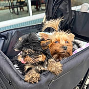 Diamond joined the competition — help win amazing prizes! animal, black_dog, brown_dog, cafe, canine, closeup, cute, dog, fluffy, fur, leisure, outdoor, pet, pet_stroller, puppy, relaxed, stroller, tiny_dog, tongue_out, two_dogs