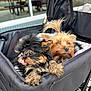 animal, black_dog, brown_dog, cafe, canine, closeup, cute, dog, fluffy, fur, leisure, outdoor, pet, pet_stroller, puppy, relaxed, stroller, tiny_dog, tongue_out, two_dogs