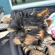 Star joined the competition — help win amazing prizes! animal, black, carrier, close_up, cute, dog, ears, expression, face, fluffy, fur, nose, outdoor, pet, portrait, puppy, small, soft, tan, young