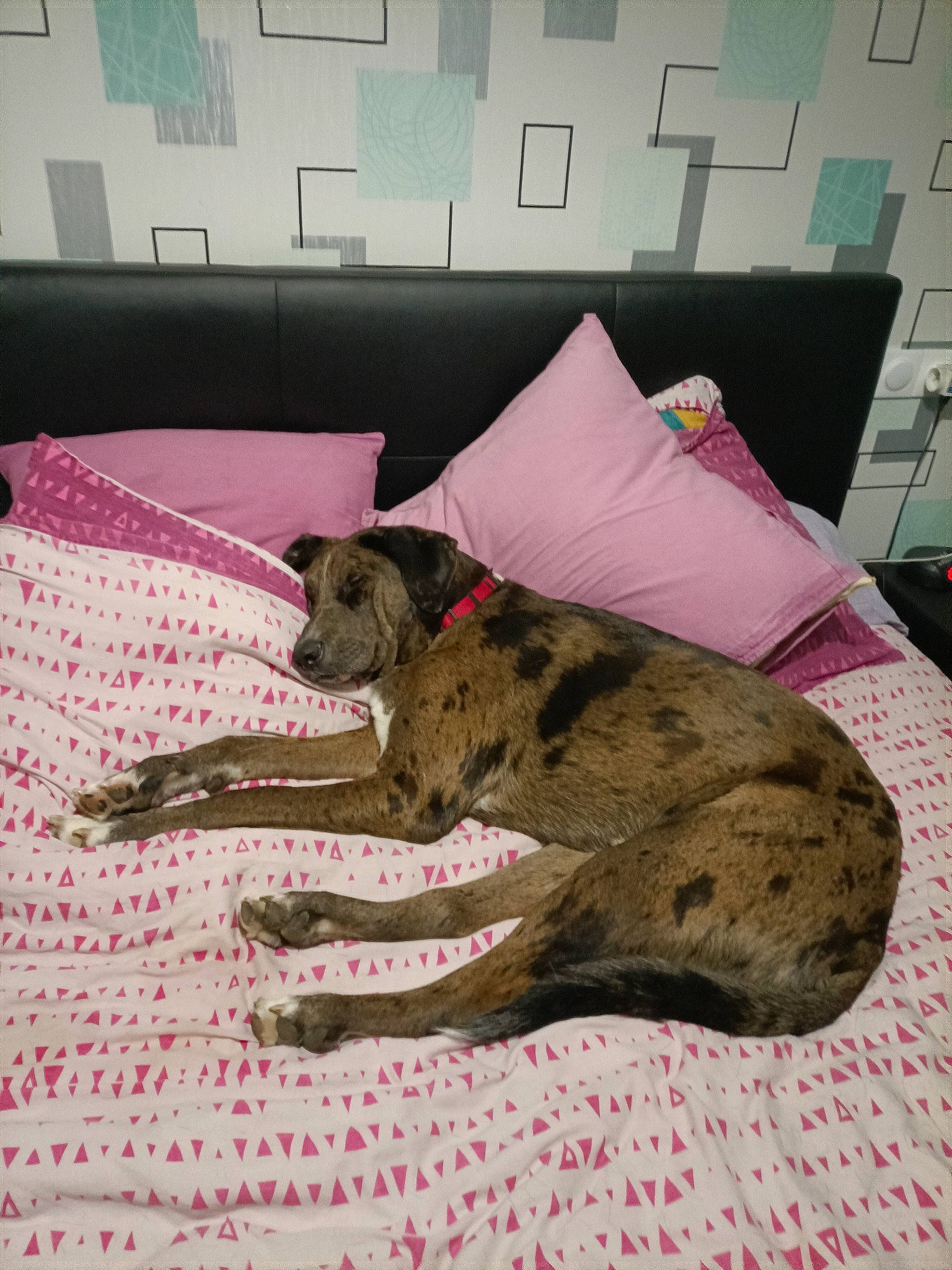 Comète participe au concours pour gagner de l'argent avec cette photo : art, bedding, canidae, carnivore, comfort, companion_dog, couch, dog, dog_breed, dog_supply, fawn, flooring, fur, linens, room, snout, sporting_group, tail, terrestrial_animal, working_animal