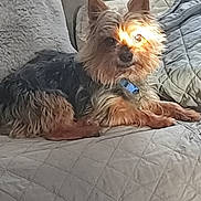 Lasko participe au concours pour gagner de l'argent avec cette photo : dog, small_dog, yorkshire_terrier, pet, indoor, couch, quilted_blanket, sunlight, relaxing, fur, collar, animal, companion, home, cozy, resting, cute, ears, paw, domestic_animal