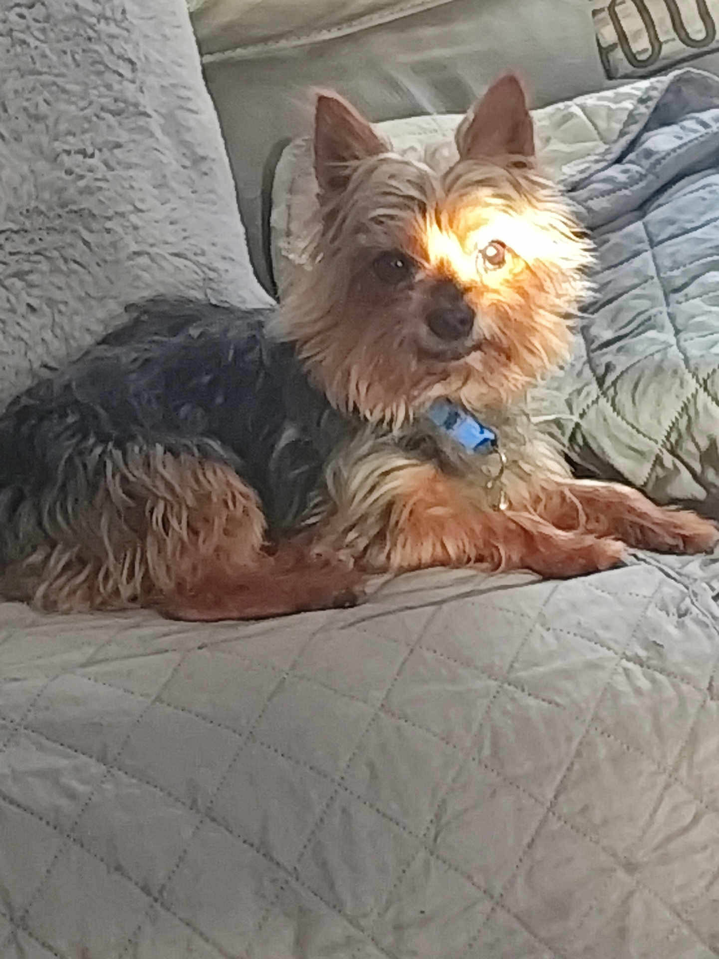 Lasko participe au concours pour gagner de l'argent avec cette photo : dog, small_dog, yorkshire_terrier, pet, indoor, couch, quilted_blanket, sunlight, relaxing, fur, collar, animal, companion, home, cozy, resting, cute, ears, paw, domestic_animal