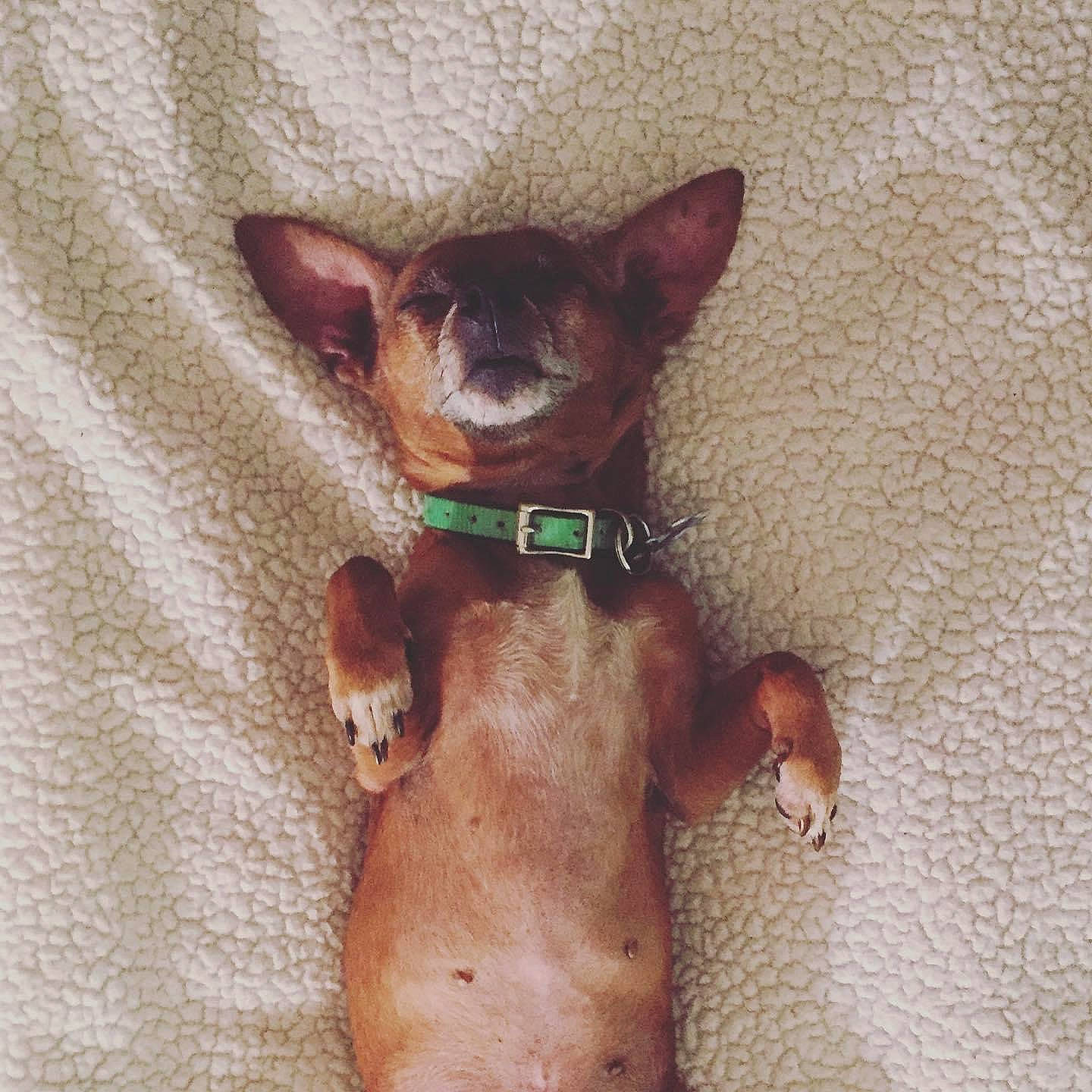 Booger is registered to the contest to win money with this photo: beige, brown, canidae, carnivore, chihuahua, collar, companion_dog, dog, dog_breed, dog_supply, fawn, liver, non_sporting_group, paw, pet_supply, snout, sporting_group, tan, toy_dog, working_animal