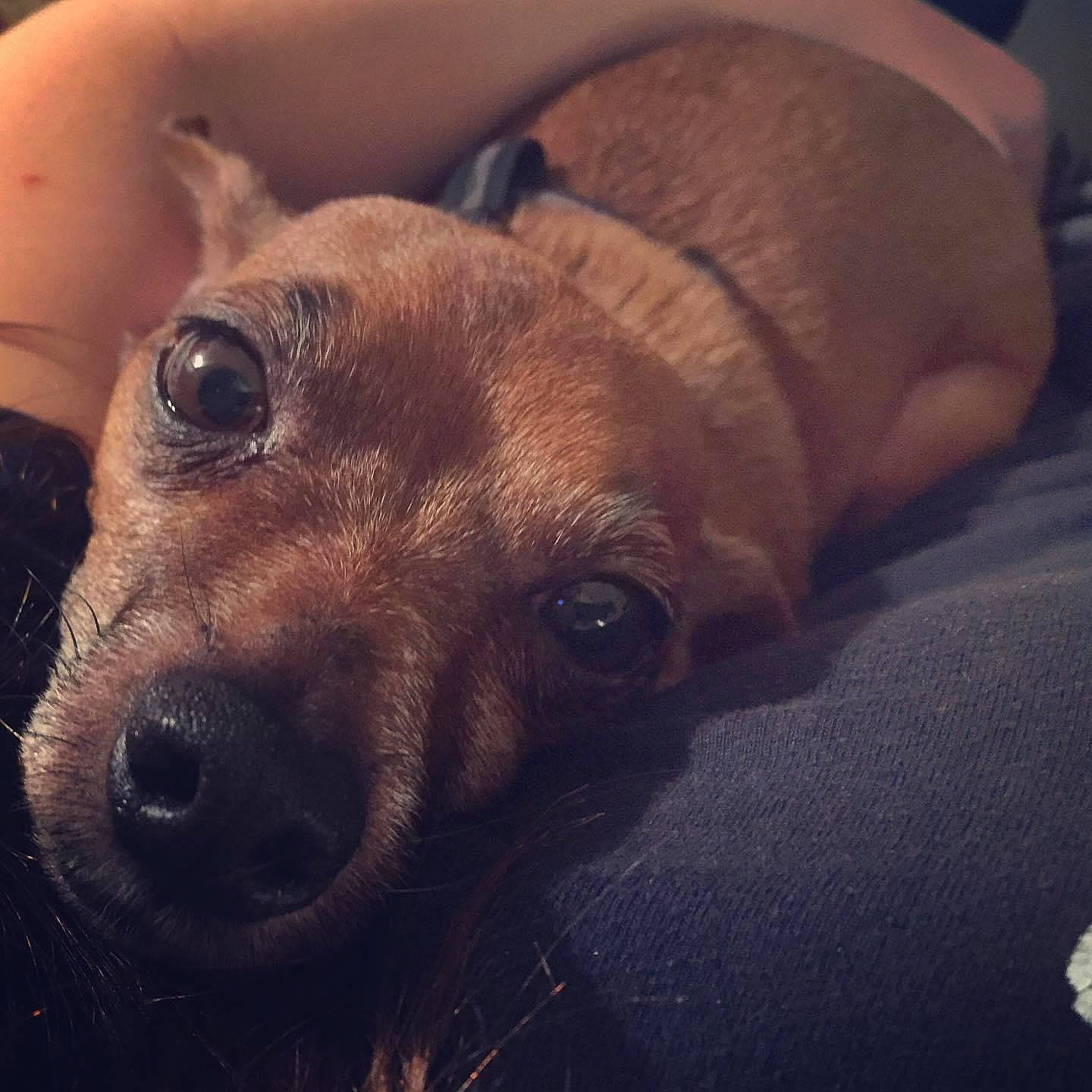 Booger joined the competition — help win amazing prizes! canidae, carnivore, comfort, companion_dog, dog, dog_breed, fawn, iris, liver, skin, snout, sporting_group, tan, whiskers, working_animal, working_dog