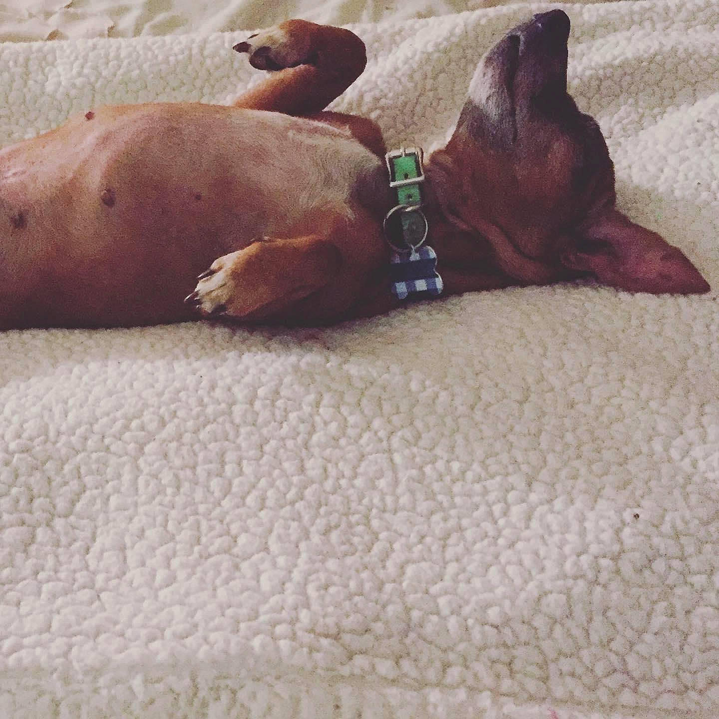 Booger is registered to the contest to win money with this photo: adaptation, bed_sheet, bedding, blanket, brown, fawn, flesh, linens, liver, snout, terrestrial_animal