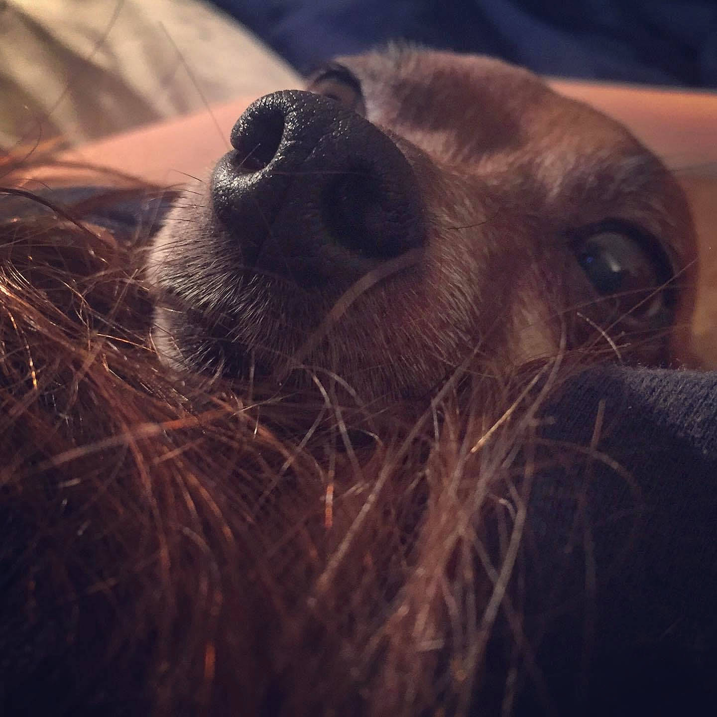 Booger joined the competition — help win amazing prizes! brown, canidae, close_up, companion_dog, dog_breed, fawn, fur, liver, orangutan, skin, sloth, snout, sporting_group, terrestrial_animal, three_toed_sloth, whiskers, working_animal