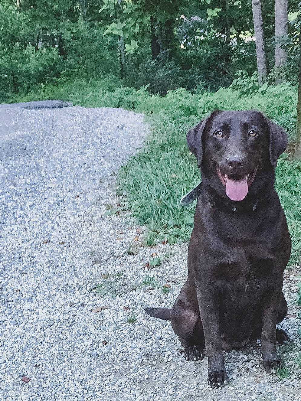 Layla joined the competition — help win amazing prizes! biome, canidae, carnivore, collar, companion_dog, dog, dog_breed, forest, gun_dog, jungle, labrador_retriever, liver, mammal, old_growth_forest, retriever, snout, sporting_group, trunk, woodland, working_animal