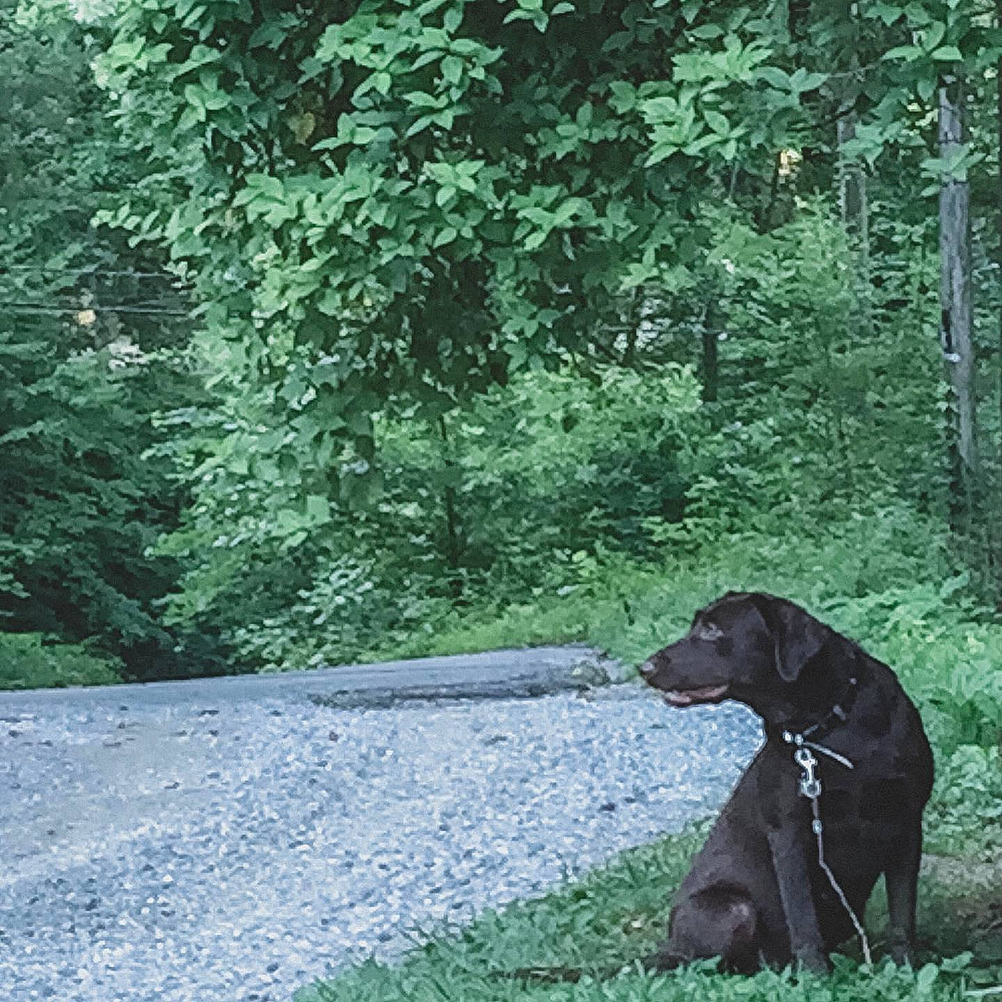 Layla joined the competition — help win amazing prizes! canidae, carnivore, collar, companion_dog, dog, dog_breed, dog_collar, forest, gun_dog, jungle, labrador_retriever, liver, mammal, old_growth_forest, rainforest, shrub, snout, sporting_group, woodland, working_animal