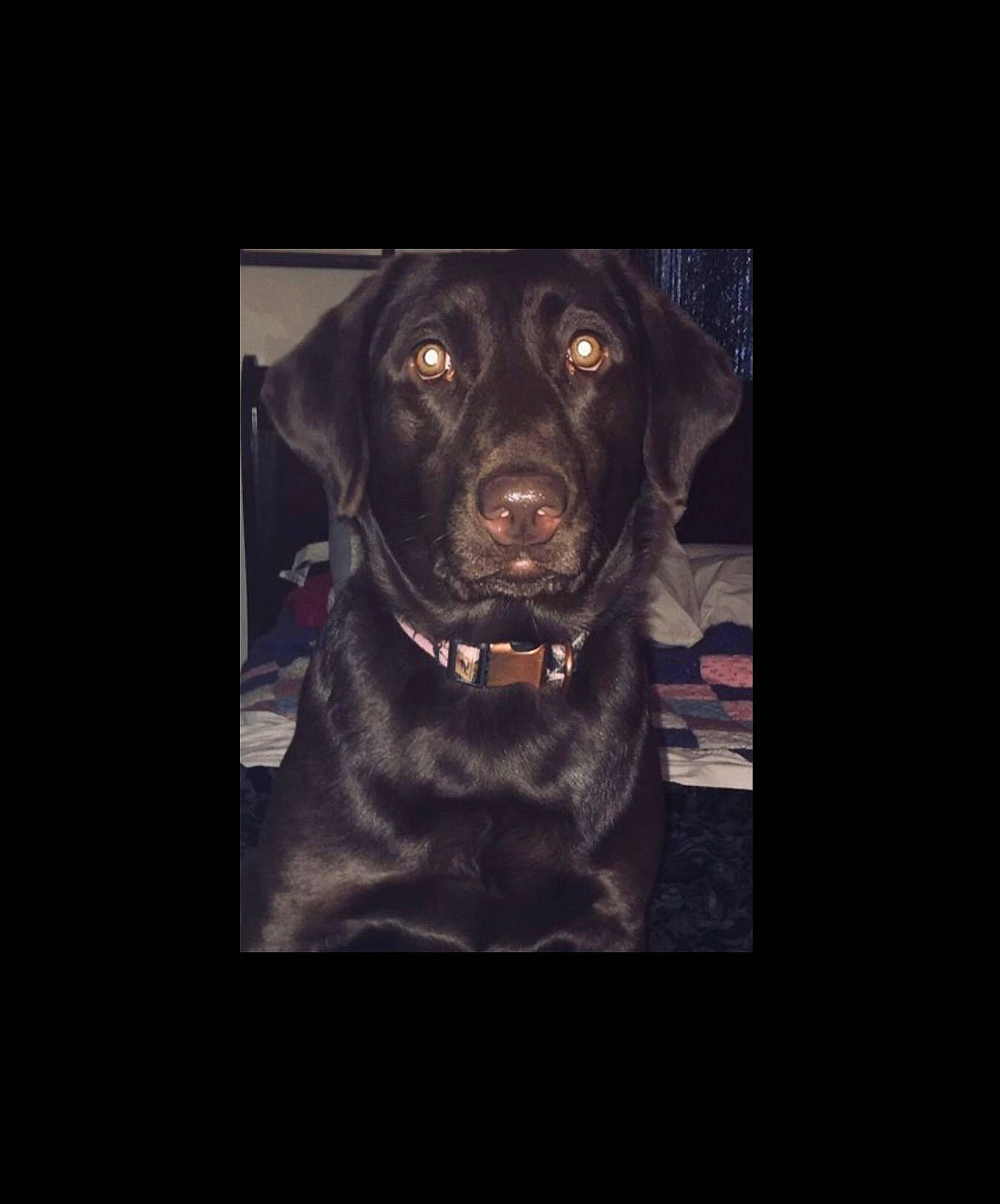 Layla is registered to the contest to win money with this photo: canidae, carnivore, collar, companion_dog, dog, dog_breed, dog_collar, gun_dog, labrador_retriever, liver, pet_supply, snout, sporting_group, whiskers, working_animal, working_dog