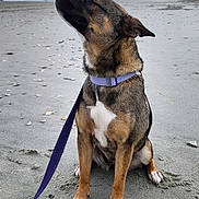 Harley is registered to the contest to win money with this photo: dog, beach, sand, leash, collar, seashells, cloudy_sky, pet, outdoor, canine, animal, sitting, nature, shoreline, relaxed, brown_fur, white_chest, paw_prints, quiet, coast