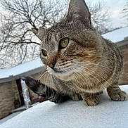 Ash is registered to the contest to win money with this photo: cat, tabby_cat, snow, outdoor, winter, animal, whiskers, fur, closeup, curious, nature, house, tree, sky, pet, mammal, feline, crouching, cold, daylight