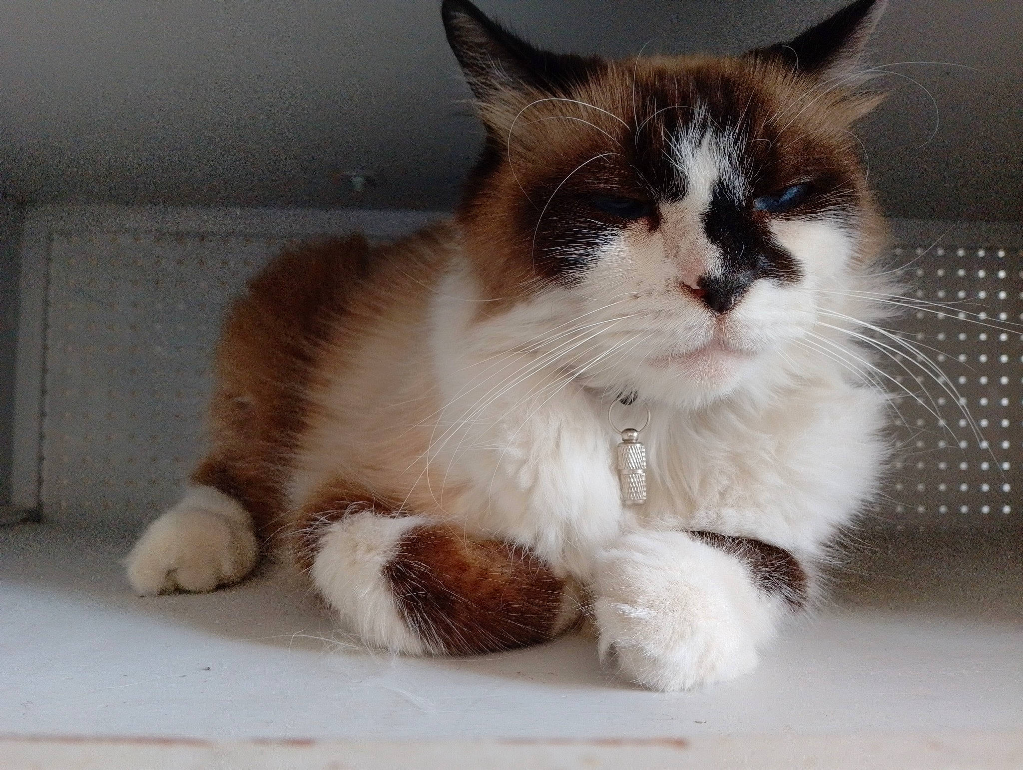 Mâo participe au concours pour gagner de l'argent avec cette photo : carnivore, cat, claw, comfort, domestic_short_haired_cat, fawn, felidae, flooring, foot, fur, hardwood, paw, sitting, small_to_medium_sized_cats, snout, tail, toe, whiskers