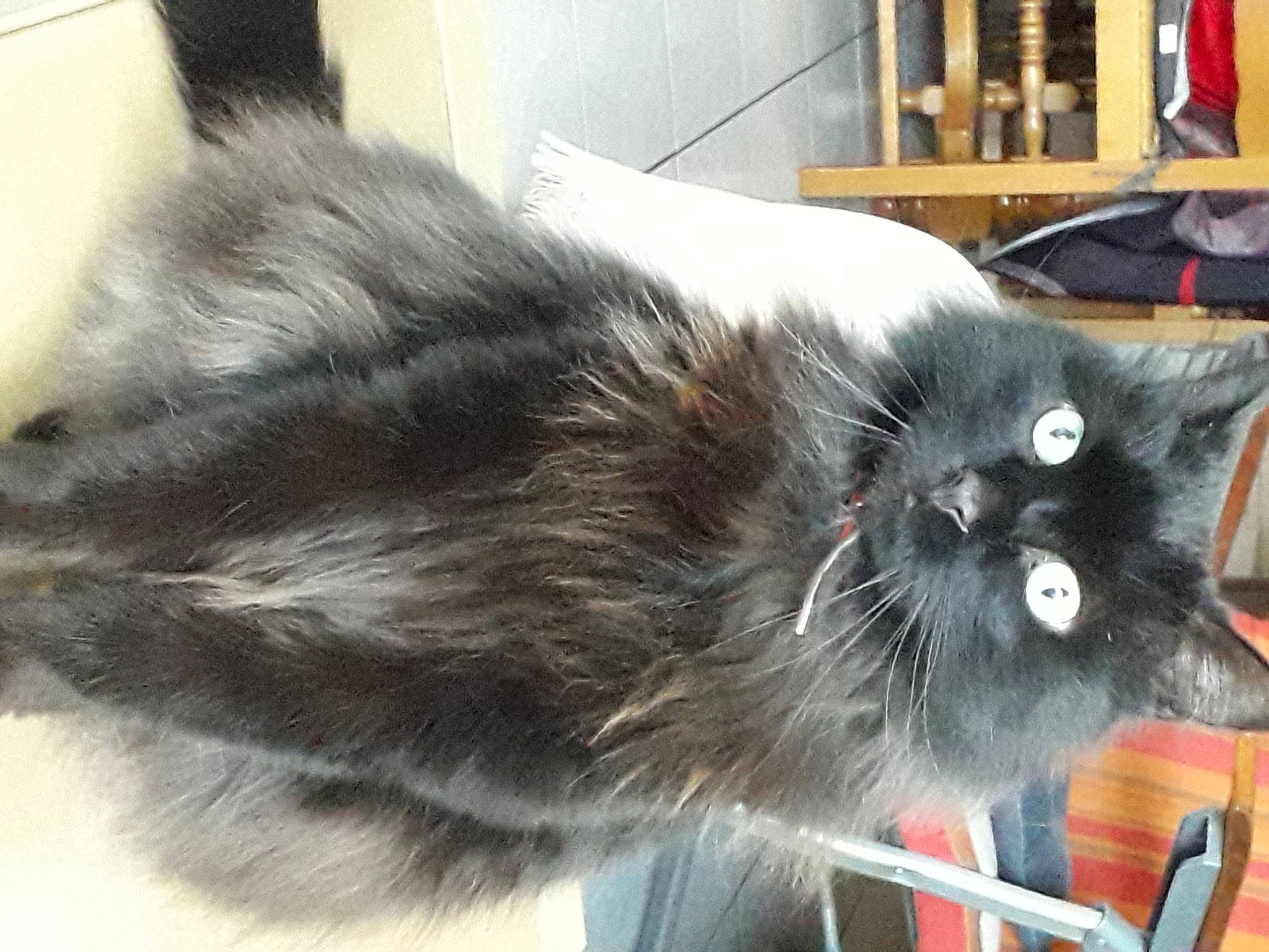 Doudou participe au concours pour gagner de l'argent avec cette photo : carnivore, cat, cat_supply, claw, collar, companion_dog, dog_breed, domestic_short_haired_cat, felidae, fur, grey, natural_material, paw, small_to_medium_sized_cats, snout, tail, terrestrial_animal, whiskers