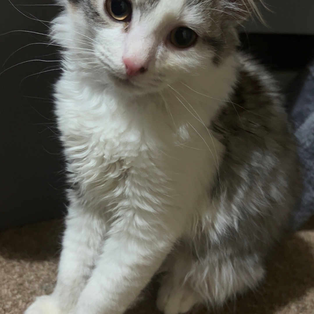 Percy joined the competition — help win amazing prizes! abyssinian, angora, animal, cat, hardwood, kitten, manx, pet, siamese, wood