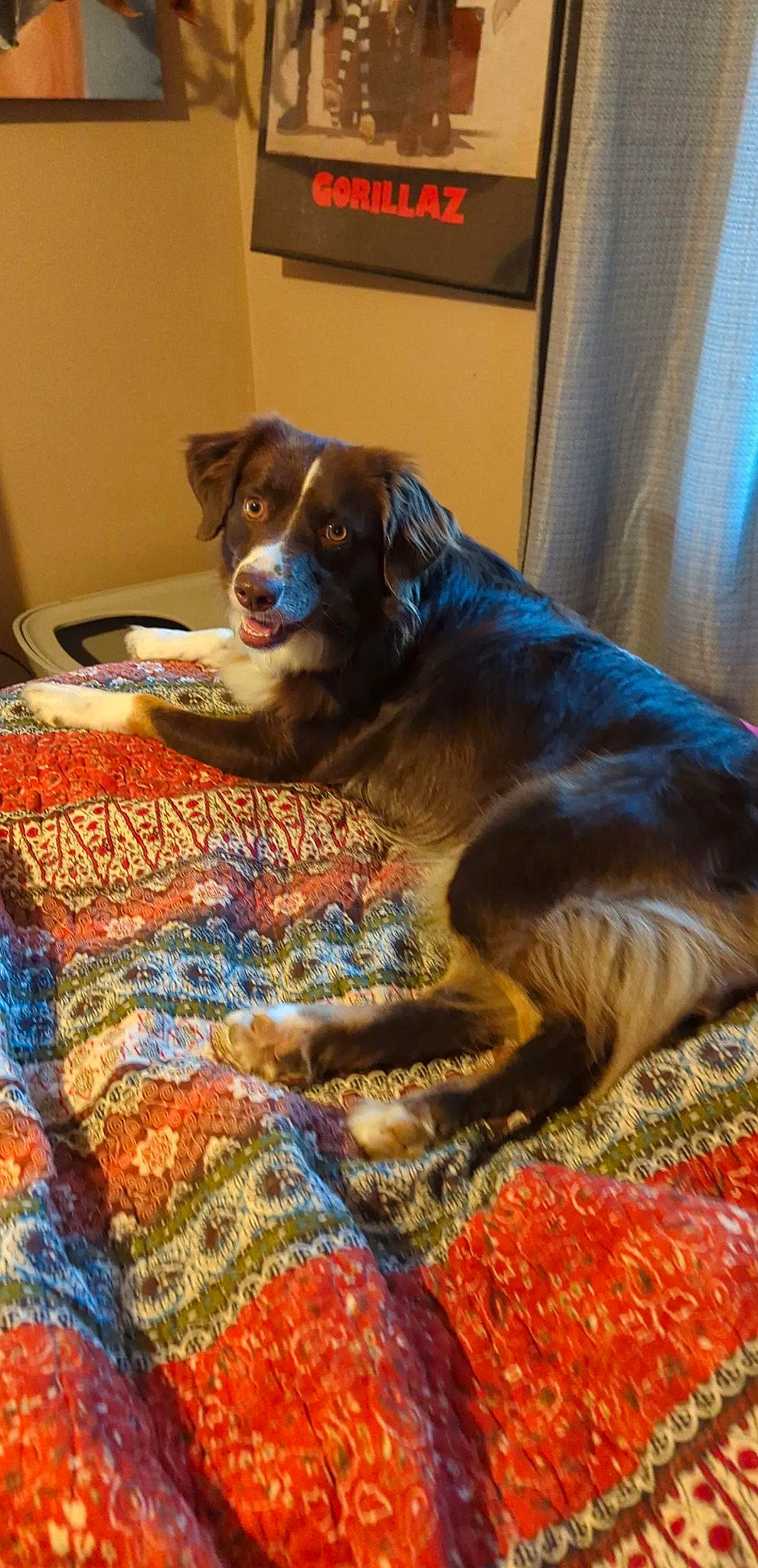 Hallie is registered to the contest to win money with this photo: ball, canidae, carnivore, comfort, companion_dog, couch, dog, dog_breed, dog_supply, fawn, flooring, fur, guard_dog, linens, liver, living_room, snout, sporting_group, working_animal, working_dog