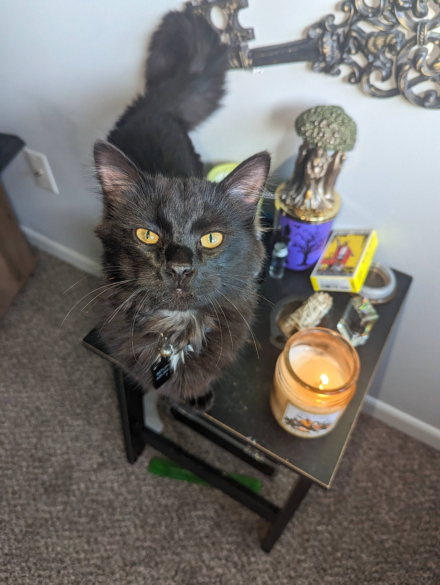 Kovu is registered to the contest to win money with this photo: black_cat, bombay, candle, carnivore, cat, chair, domestic_short_haired_cat, felidae, fur, plant, room, small_to_medium_sized_cats, tail, whiskers