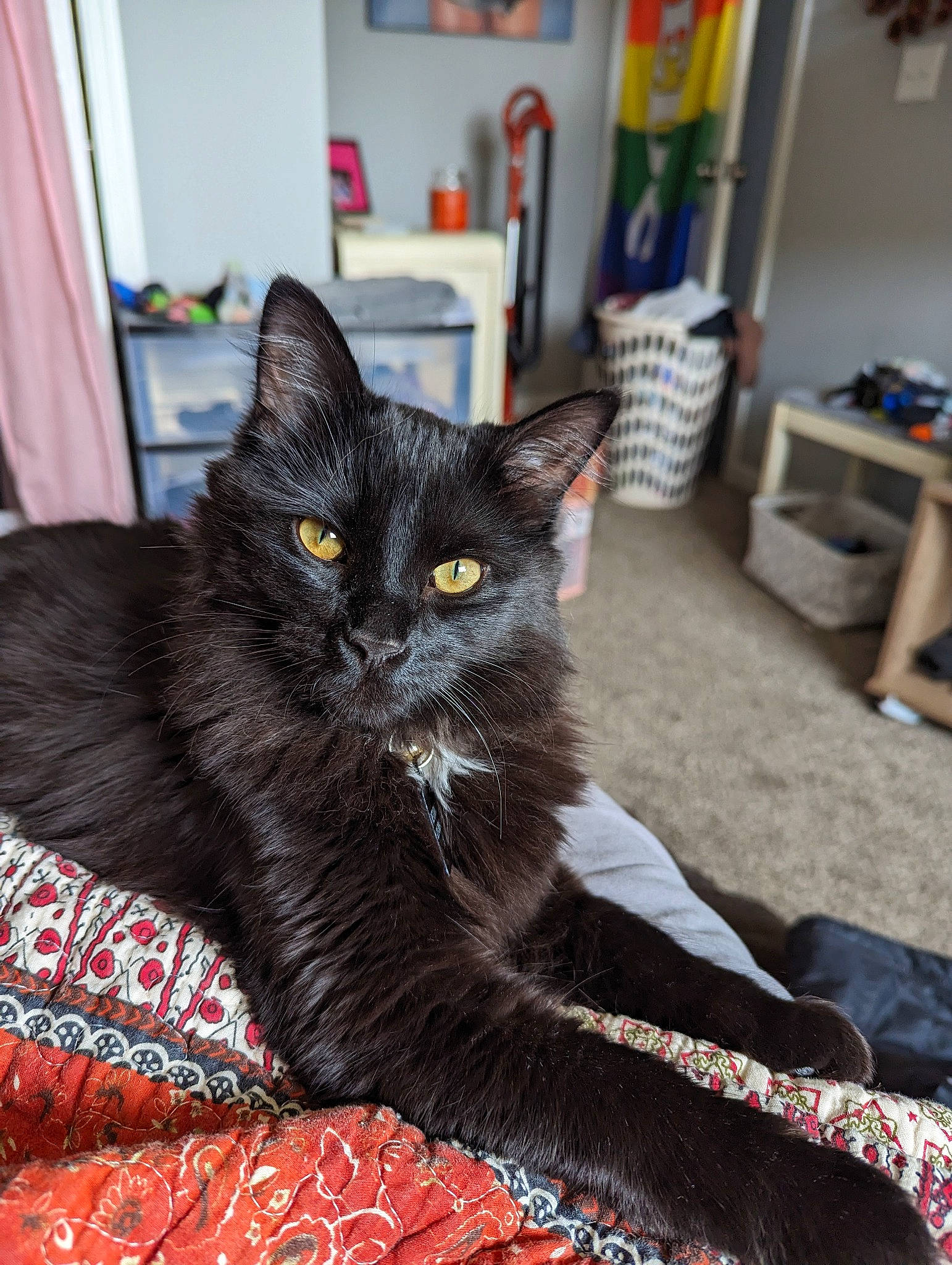 Kovu joined the competition — help win amazing prizes! black_cat, bombay, carnivore, cat, cat_furniture, cat_supply, claw, comfort, curtain, domestic_short_haired_cat, felidae, fur, grey, room, sitting, small_to_medium_sized_cats, snout, tail, terrestrial_animal, whiskers