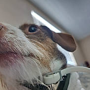 Walter is registered to the contest to win money with this photo: dog, close_up, snout, fur, indoor, window, collar, ear, pet, animal, curious, brown, white, blurred_background, light, home, domestic, portrait, muzzle, whiskers