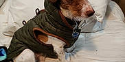 Walter joined the competition — help win amazing prizes! dog, pet, small_dog, jacket, green_jacket, bed, pillow, indoor, brown_and_white, canine, cute, animal, fur, ears, collar, tag, resting, looking, cozy, domestic