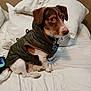 dog, pet, small_dog, jacket, green_jacket, bed, pillow, indoor, brown_and_white, canine, cute, animal, fur, ears, collar, tag, resting, looking, cozy, domestic