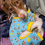 Walter joined the competition — help win amazing prizes! animal, bed, blanket, blue, brown, canine, clothing, collar, cute, dog, ears, eyes, fur, indoor, patterned_outfit, pet, pillow, resting, white, yellow