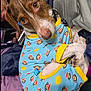 animal, bed, blanket, blue, brown, canine, clothing, collar, cute, dog, ears, eyes, fur, indoor, patterned_outfit, pet, pillow, resting, white, yellow