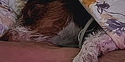 Walter is registered to the contest to win money with this photo: animal, arm, bed, blanket, collar, comfort, cozy, cuddling, dog, floral_pattern, fur, human, indoor, paw, pet, relaxation, resting, sleeping, snuggling, soft_light