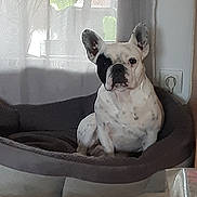 Raoul a rejoint le concours — aidez-le/la à gagner de superbes lots ! dog, french_bulldog, pet, indoor, dog_bed, white, black_patch, ears, floor, tile, curtain, window, relaxed, animal, companion, cute, sitting, portrait, home, cozy