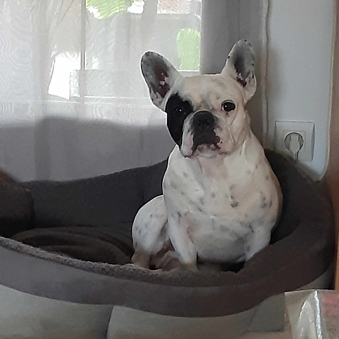 Raoul a rejoint le concours — aidez-le/la à gagner de superbes lots ! animal, black_patch, companion, cozy, curtain, cute, dog, dog_bed, ears, floor, french_bulldog, home, indoor, pet, portrait, relaxed, sitting, tile, white, window