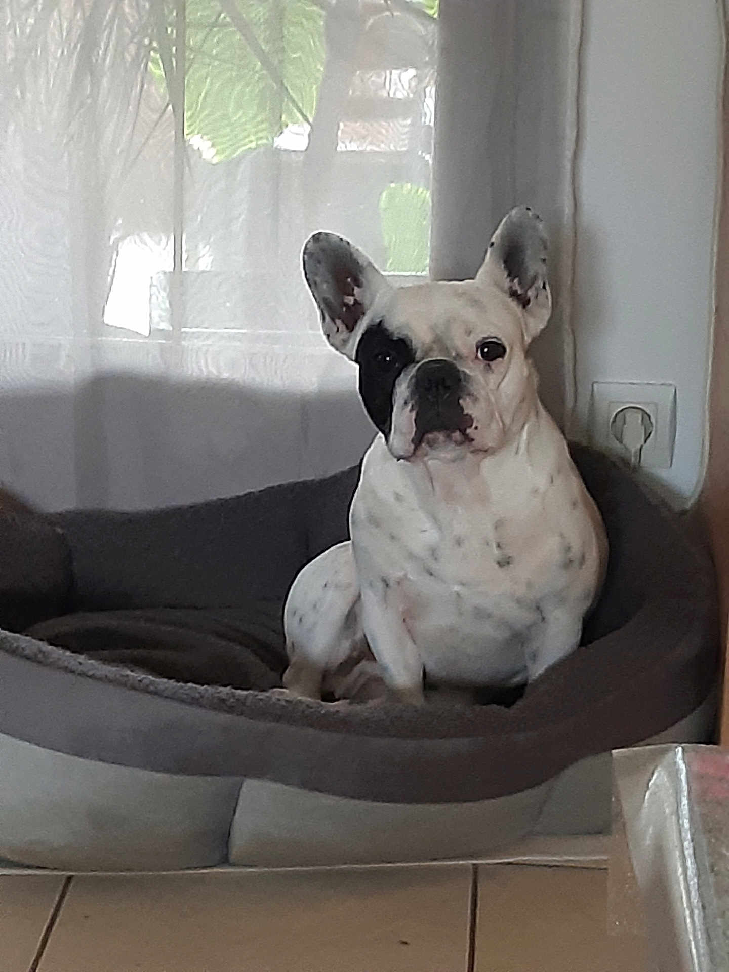Raoul a rejoint le concours — aidez-le/la à gagner de superbes lots ! dog, french_bulldog, pet, indoor, dog_bed, white, black_patch, ears, floor, tile, curtain, window, relaxed, animal, companion, cute, sitting, portrait, home, cozy