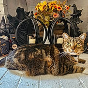 Casper is registered to the contest to win money with this photo: cat, tabby, pet, animal, feline, portrait, indoors, halloween, pumpkin, witch_hat, flowers, sunflowers, candles, mirror, decorations, plush_toy, rustic, brick_wall, collar, lying_down