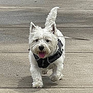 Martin is registered to the contest to win money with this photo: dog, white_dog, pet, walking, sidewalk, harness, outdoor, canine, tongue_out, happy, ears_up, fur, leash, mammal, companion, animal, cute, small_dog, daytime, pavement