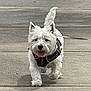 dog, white_dog, pet, walking, sidewalk, harness, outdoor, canine, tongue_out, happy, ears_up, fur, leash, mammal, companion, animal, cute, small_dog, daytime, pavement