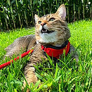 Max joined the competition — help win amazing prizes! animal, cat, closeup, corn_field, curious, daytime, ears, feline, grass, greenery, harness, leash, mouth_open, nature, outdoor, pet, relaxed, sunlight, tabby_cat, whiskers