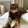 Max joined the competition — help win amazing prizes! animal, bed, blanket, cat, cozy, curtains, ears, feline, fur, home, indoor, looking, paws, pet, relaxed, resting, stretching, tabby, whiskers, window