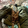 Max is registered to the contest to win money with this photo: animal, bed, blanket, cat, comfort, cozy, ears, eyes, fabric, feline, fur, indoor, jacket, looking_at_camera, paws, pet, resting, soft_texture, stretching, tabby_cat