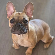 Zoé a rejoint le concours — aidez-le/la à gagner de superbes lots ! dog, french_bulldog, puppy, pet, animal, ears, eyes, nose, floor, brown, cute, portrait, indoor, young, sitting, looking_up, short_hair, adorable, mammal, companion