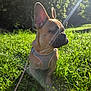 Zoé a rejoint le concours — aidez-le/la à gagner de superbes lots ! dog, french_bulldog, grass, sunlight, harness, outdoor, pet, canine, nature, greenery, lens_flare, animal, leash, ear, side_view, daylight, park, cute, sitting, sunbeam