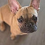 Zoé participe au concours pour gagner de l'argent avec cette photo : dog, puppy, french_bulldog, pet, animal, ears, face, close_up, brown, cute, domestic_animal, looking_up, portrait, indoor, young, canine, fur, whiskers, snout, adorable