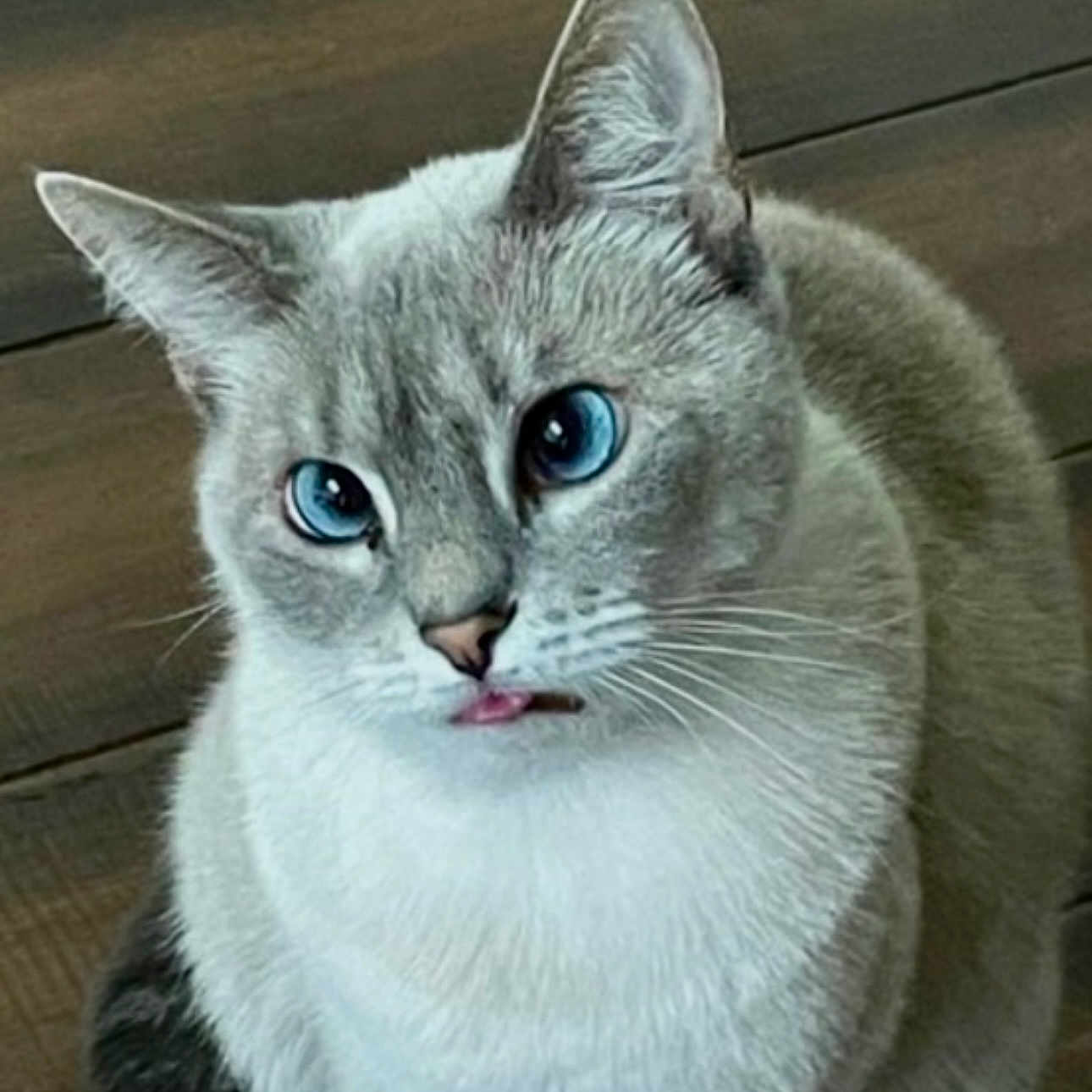 Nova joined the competition — help win amazing prizes! abyssinian, angora, animal, cat, egyptiancat, kitten, manx, pet, siamese