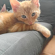 Pumkin joined the competition — help win amazing prizes! adorable, animal, cat, closeup, cozy, cushion, cute, ears, feline, fur, indoor, kitten, orange_cat, pet, relaxed, resting, sleepy, soft_light, whiskers, young
