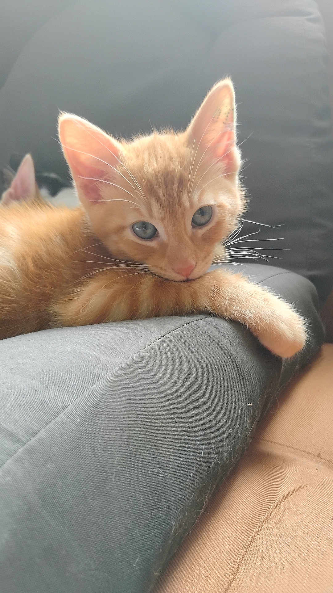 Pumkin