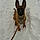 Chien