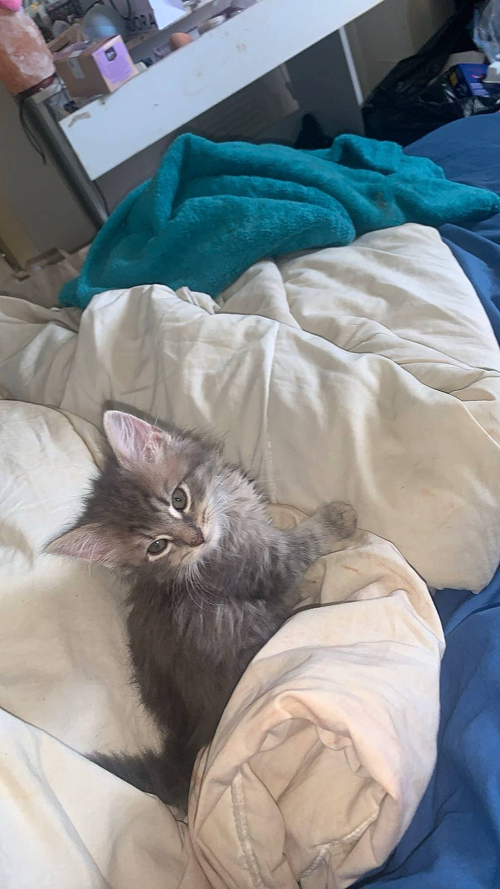 Oscar And Cookie is registered to the contest to win money with this photo: baggage, bed, bed_sheet, bedding, blanket, carnivore, cat, claw, comfort, domestic_short_haired_cat, duvet, felidae, fur, grey, linens, nap, room, sleep, small_to_medium_sized_cats, whiskers