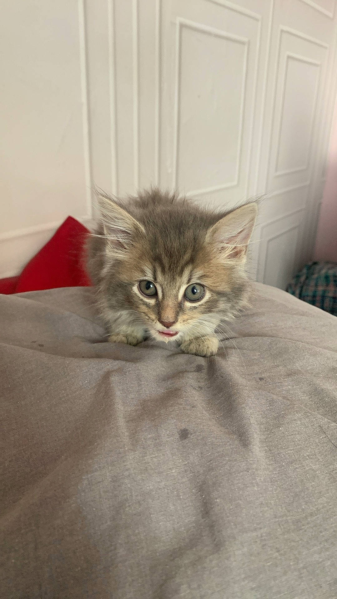 Oscar And Cookie is registered to the contest to win money with this photo: bed, carnivore, cat, claw, comfort, domestic_short_haired_cat, door, fawn, felidae, fur, grey, hardwood, linens, paw, small_to_medium_sized_cats, snout, terrestrial_animal, whiskers, window, wood