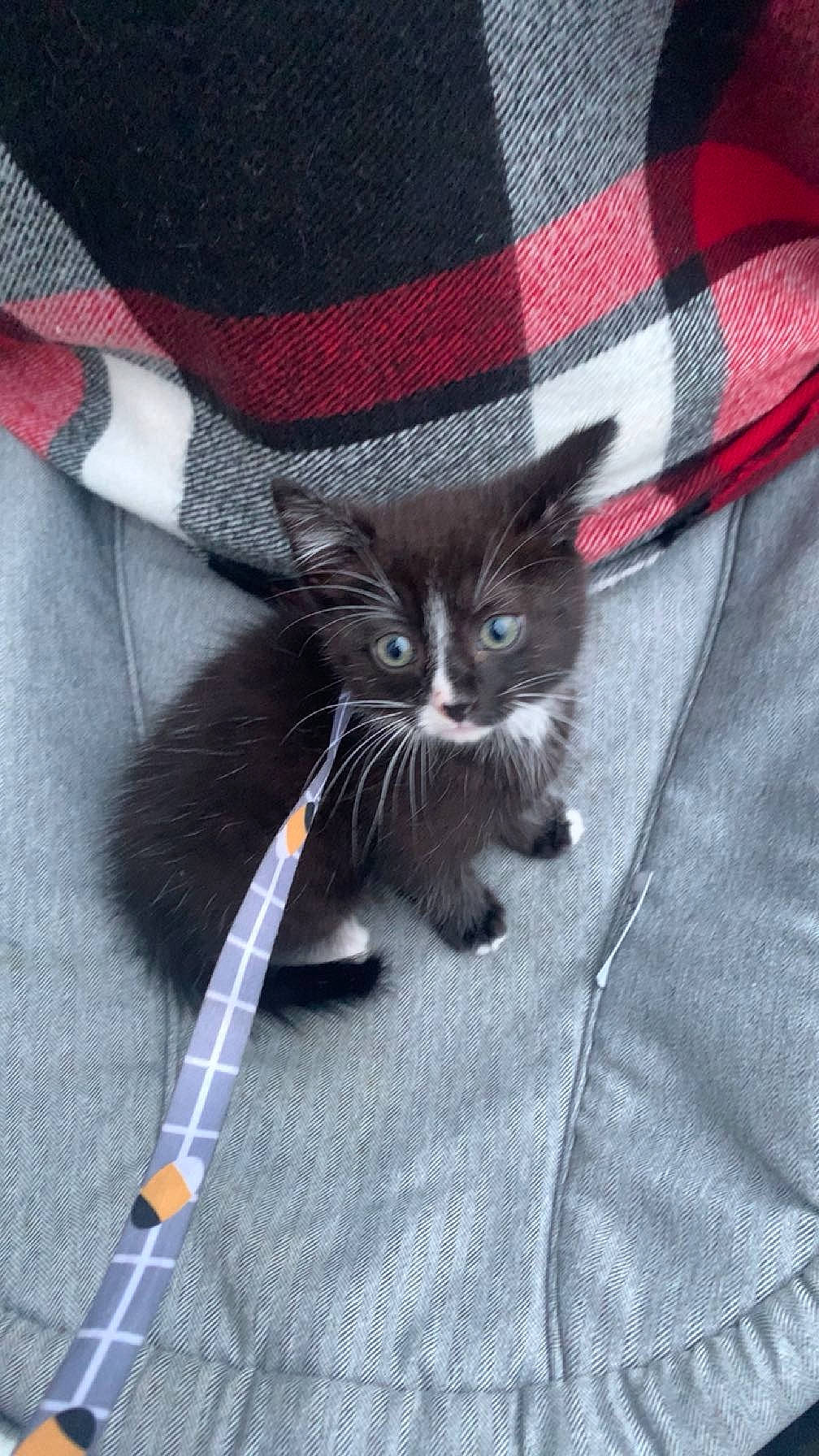 Oscar And Cookie is registered to the contest to win money with this photo: carnivore, cat, cat_supply, comfort, domestic_short_haired_cat, electric_blue, felidae, foot, fur, grey, hat, human_leg, pattern, plaid, sleeve, small_to_medium_sized_cats, tail, tartan, textile, whiskers