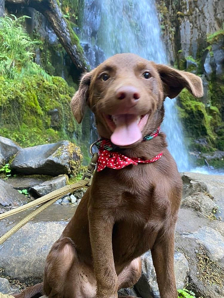 Loowit Trail Bechen is registered to the contest to win money with this photo: canidae, carnivore, collar, companion_dog, dog, dog_breed, dog_collar, dog_supply, fawn, grass, gun_dog, liver, pet_supply, plant, snout, sporting_group, tree, water, waterfall, working_animal