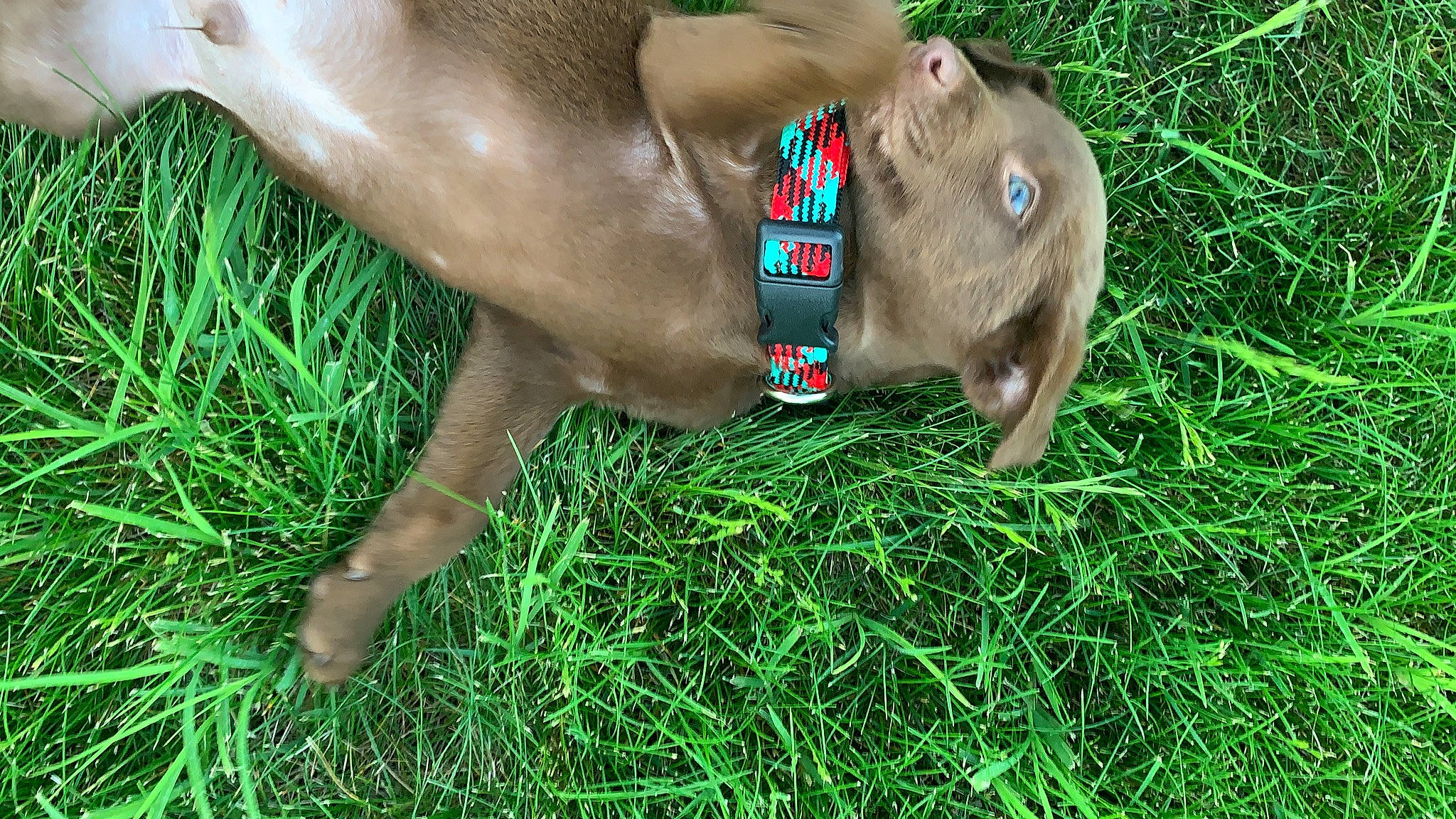 Loowit Trail Bechen is registered to the contest to win money with this photo: canidae, carnivore, chest, dog, dog_breed, fawn, grass, grass_family, grassland, groundcover, human_leg, liver, people_in_nature, plant, snout, soil, sporting_group, terrestrial_animal, wildlife, working_animal